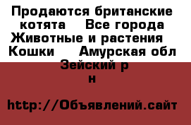 Продаются британские котята  - Все города Животные и растения » Кошки   . Амурская обл.,Зейский р-н